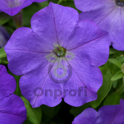 (п.ф.) Петуния Вейв Лавандер F1, 100 драже (№9-1-119)