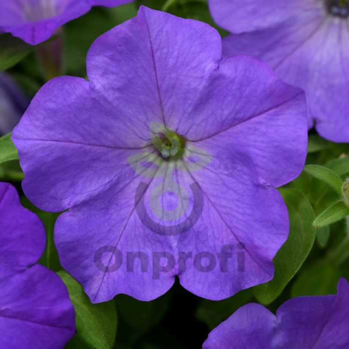 (п.ф.) Петуния Вейв Лавандер F1, 100 драже (№9-1-119)