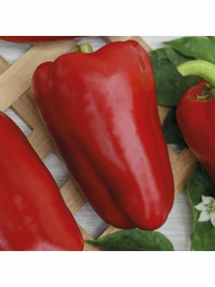 Перец Корней,