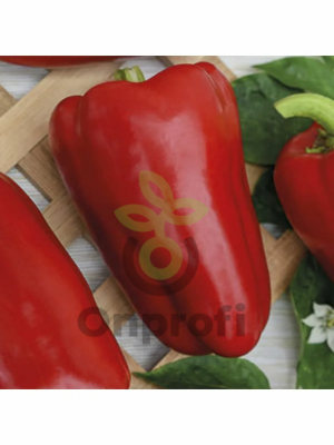 Перец Корней,