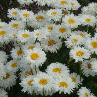 (п.ф.) Нивяник Крэйзи Дэйзи,