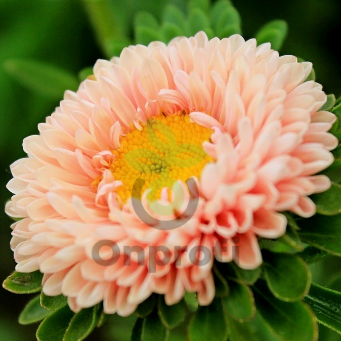 (п.ф.) Астра Мацумото Априкот,