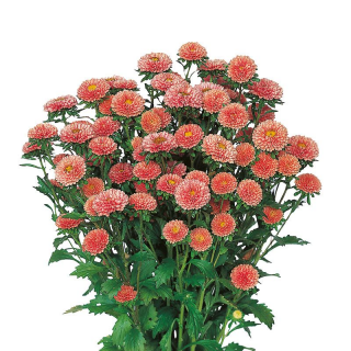 (п.ф.) Астра Мацумото Априкот,