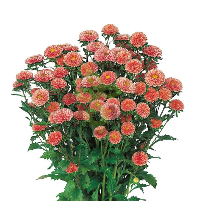 (п.ф.) Астра Мацумото Априкот,