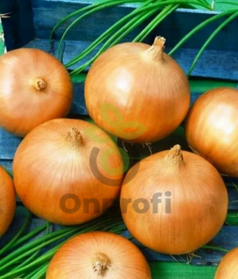 Лук репчатый Кремень,