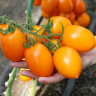 Томат Бенигара F1,