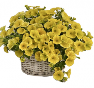 (п.ф.) Петуния Май Джой Дип Голден,