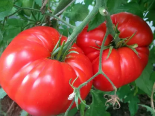 Томат Гигант красный, 0,5гр (фасовка)