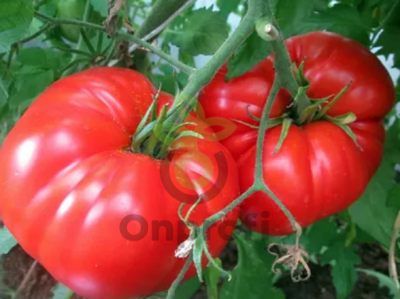 Томат Гигант красный, 0,5гр (фасовка)