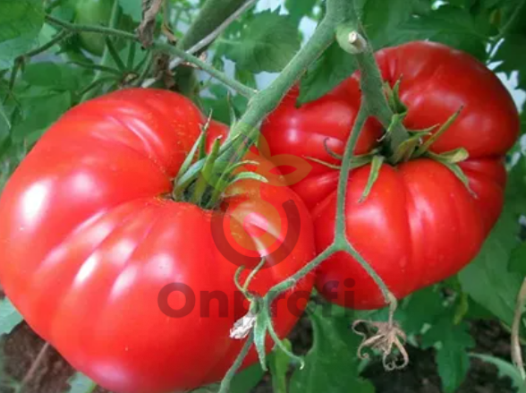 Томат Гигант красный, 0,5гр (фасовка)