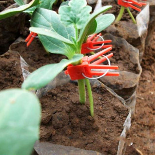 Подвой Кобальт,