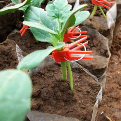 Подвой Кобальт,