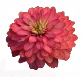 (п.ф.) Циния Дабл Захара Салмон Роуз F1, 20 шт