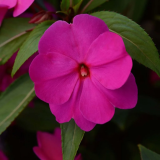 (п.ф.) Бальзамин Дивайн Орхид, 30 шт (№2-10)