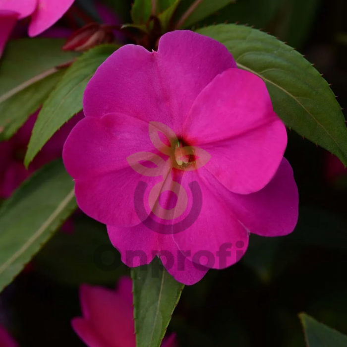 (п.ф.) Бальзамин Дивайн Орхид, 30 шт (№2-10)