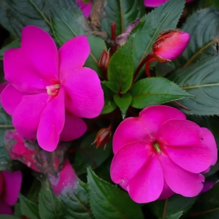 (п.ф.) Бальзамин Дивайн Орхид, 30 шт (№2-10)