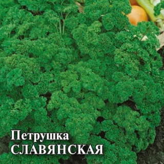 Петрушка кудрявая Славянская, 25гр