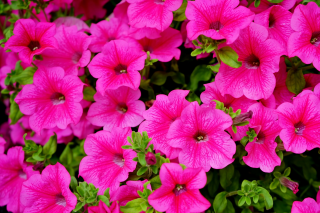 (п.ф.) Петуния Суперкаскад Роуз,