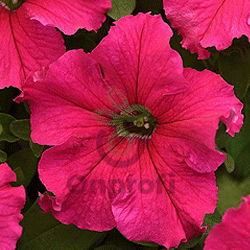 (п.ф.) Петуния Суперкаскад Роуз,