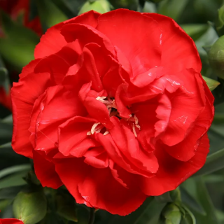 (п.ф.) Гвоздика Лиллипот Скарлет, 100 драже (№6-129)