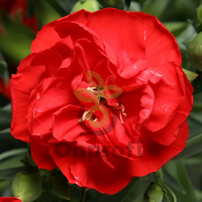 (п.ф.) Гвоздика Лиллипот Скарлет, 100 драже (№6-129)