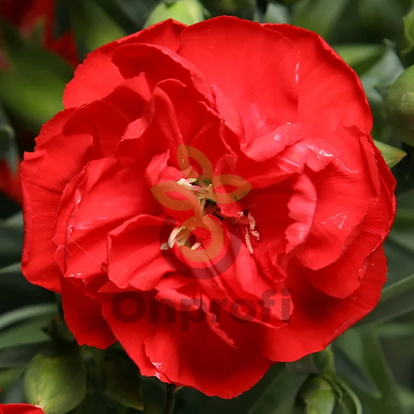 (п.ф.) Гвоздика Лиллипот Скарлет, 100 драже (№6-129)