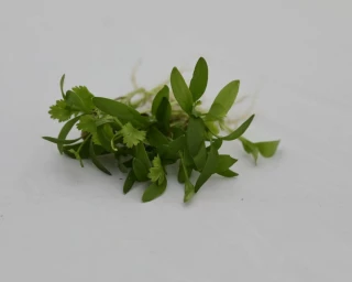 Микрозелень Кориандр Дебют, 20гр