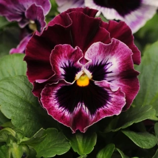 (п.ф.) Виола Виттрока Фризл Сизл Распберри F1,