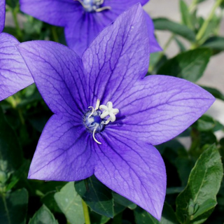 (п.ф.) Платикодон Астра Блю F1, 100 шт (№6-380)