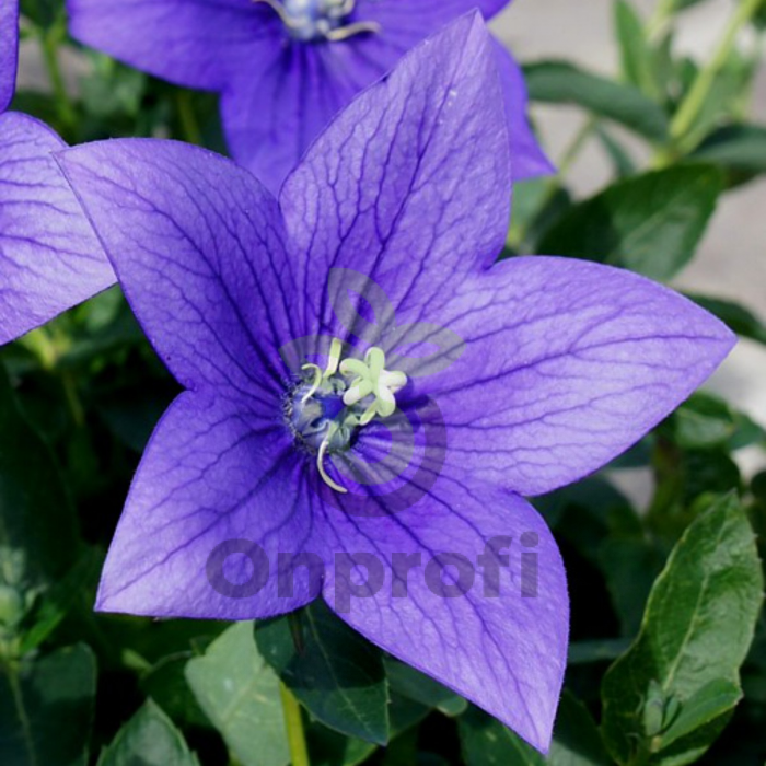 (п.ф.) Платикодон Астра Блю F1, 100 шт (№6-380)