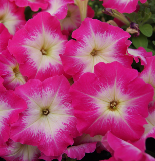 (п.ф.) Петуния Мерлин Роуз Морн F1, 250 шт (№9-5-53)