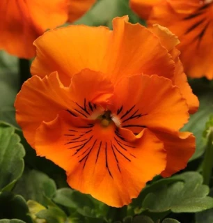 (п.ф.) Виола Фризл Сизл Оранж F1, 100 шт (№4-128)