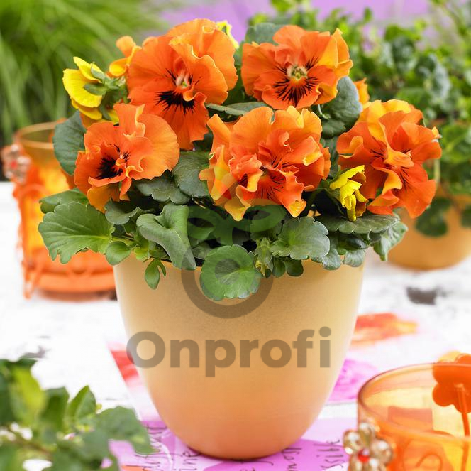 (п.ф.) Виола Фризл Сизл Оранж F1, 100 шт (№4-128)