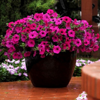 (п.ф.) Петуния Вейв Парпл F1, 100 драже (№9-1-120)