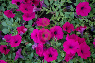 (п.ф.) Петуния Вейв Парпл F1, 100 драже (№9-1-120)