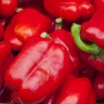 Перец Корнелия F1,