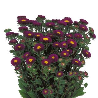 (п.ф.) Астра Мацумото Блю,