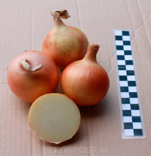 Лук репчатый Навигатор,