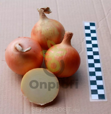Лук репчатый Навигатор,