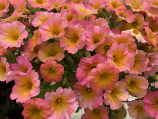 (п.ф.) Петуния Май Джой Сансет Шейдес,