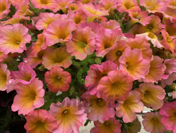 (п.ф.) Петуния Май Джой Сансет Шейдес,