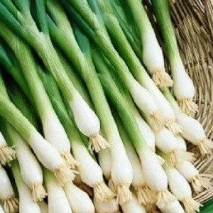 Лук батун Лонг Токио, 0,5гр (фасовка)