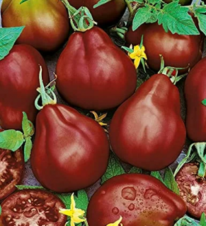 Томат Грушка черная, 0,5гр (фасовка)