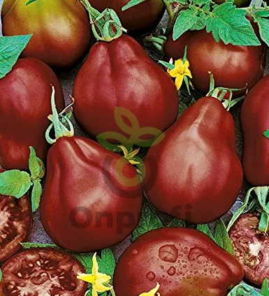 Томат Грушка черная, 0,5гр (фасовка)