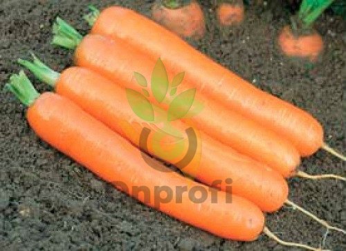Морковь Дордонь F1, 100 000шт