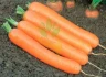 Морковь Дордонь F1, 100 000шт