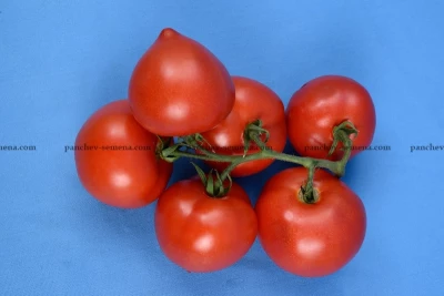 Томат Ницсса № 97 F1,