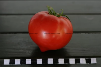 Томат Ницсса № 97 F1,