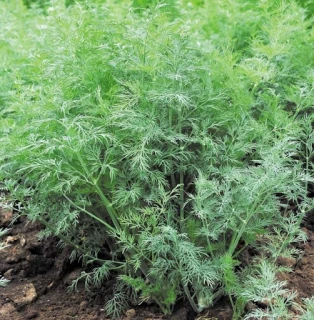 Укроп Гладиатор, 50 гр