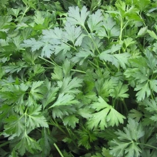 Петрушка Риалто 500 гр